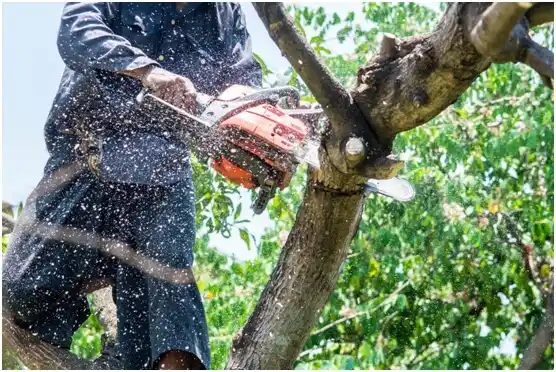 tree services Grandview